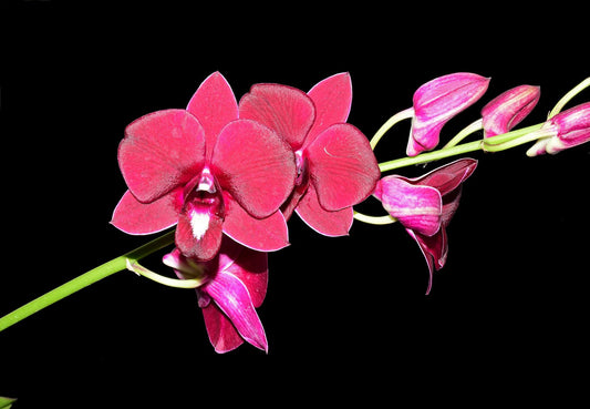 Dendrobium Thailandia stripe # 2