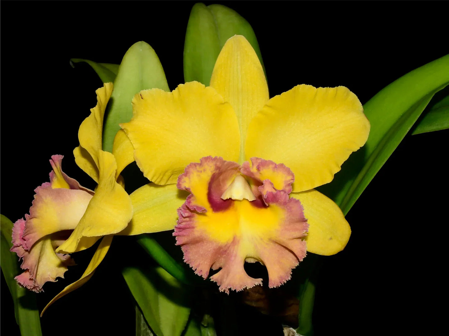 Rhyncholaeliocattleya Young Kong ' Sun 16' M169