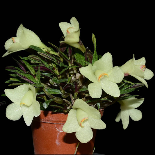 Dendrobium Pepe Portilla f. alba