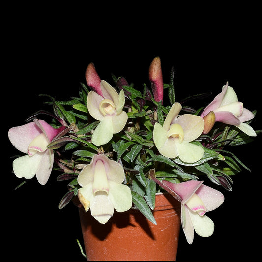 Dendrobium cuthbertsonii f. pink x f. white Japan