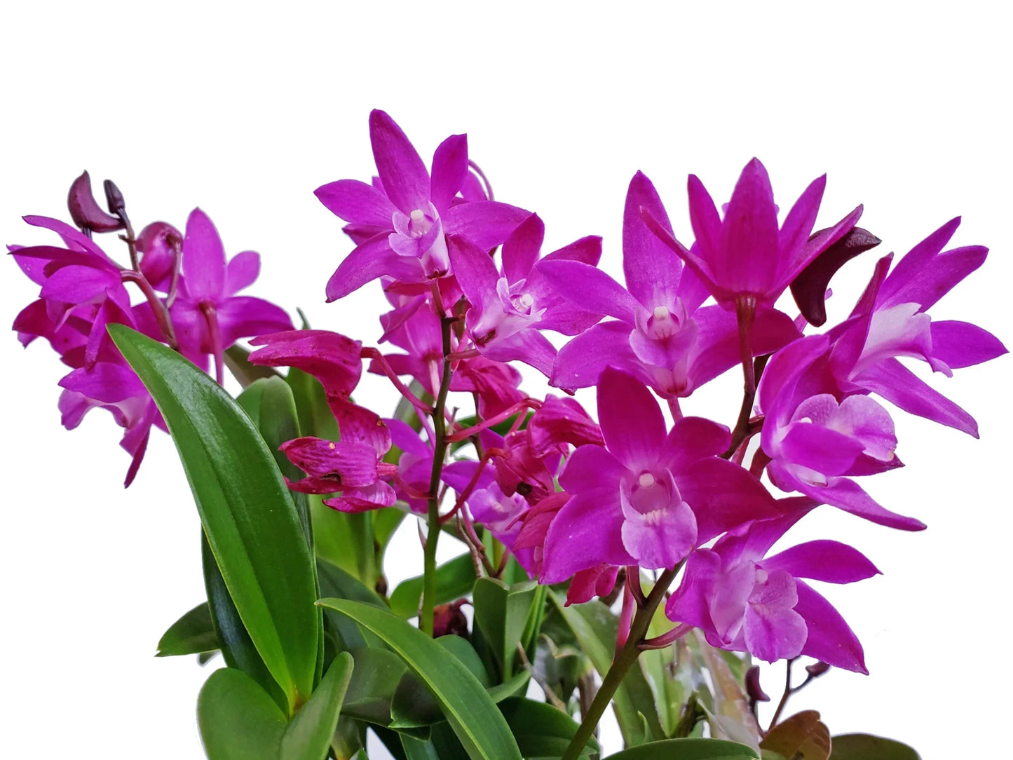 Dendrobium Jonathan's Glory 'Dark Joy'