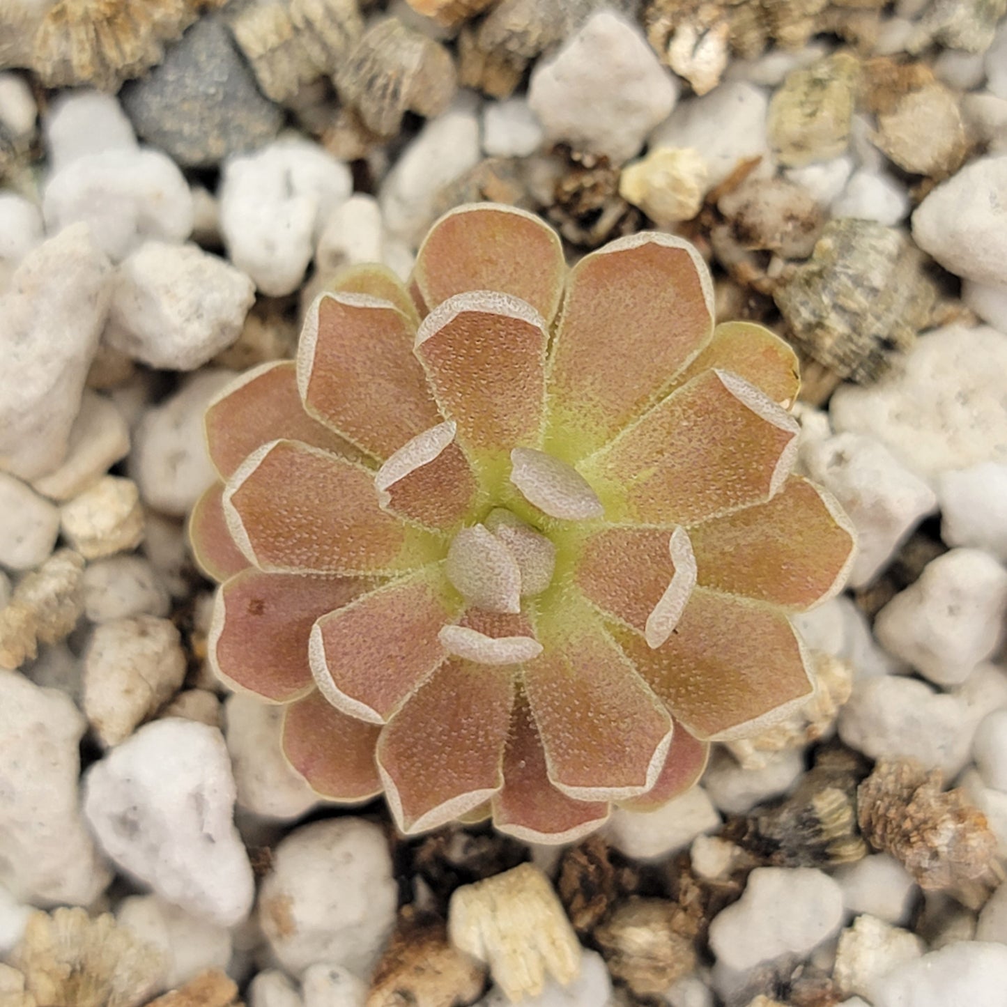 Pinguicula debbertiana ‘Metallic Purple’