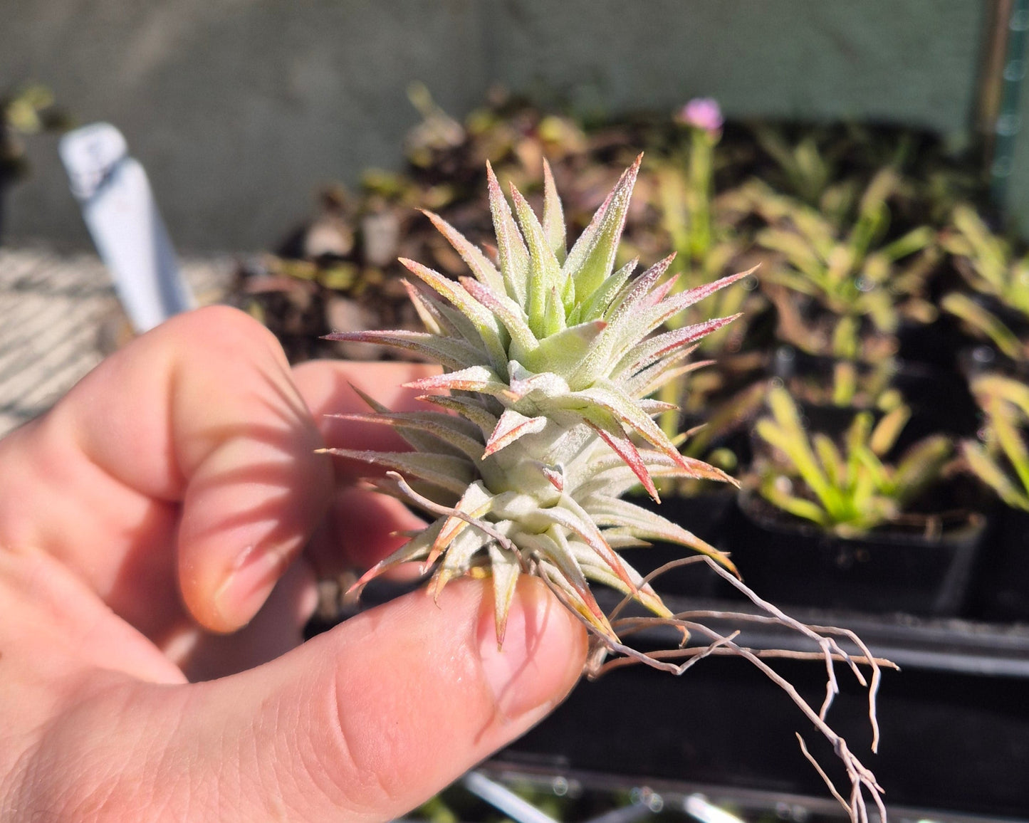 Rare Ionantha Vanhyningii – Thick Leaves & Brilliant Red Bloom