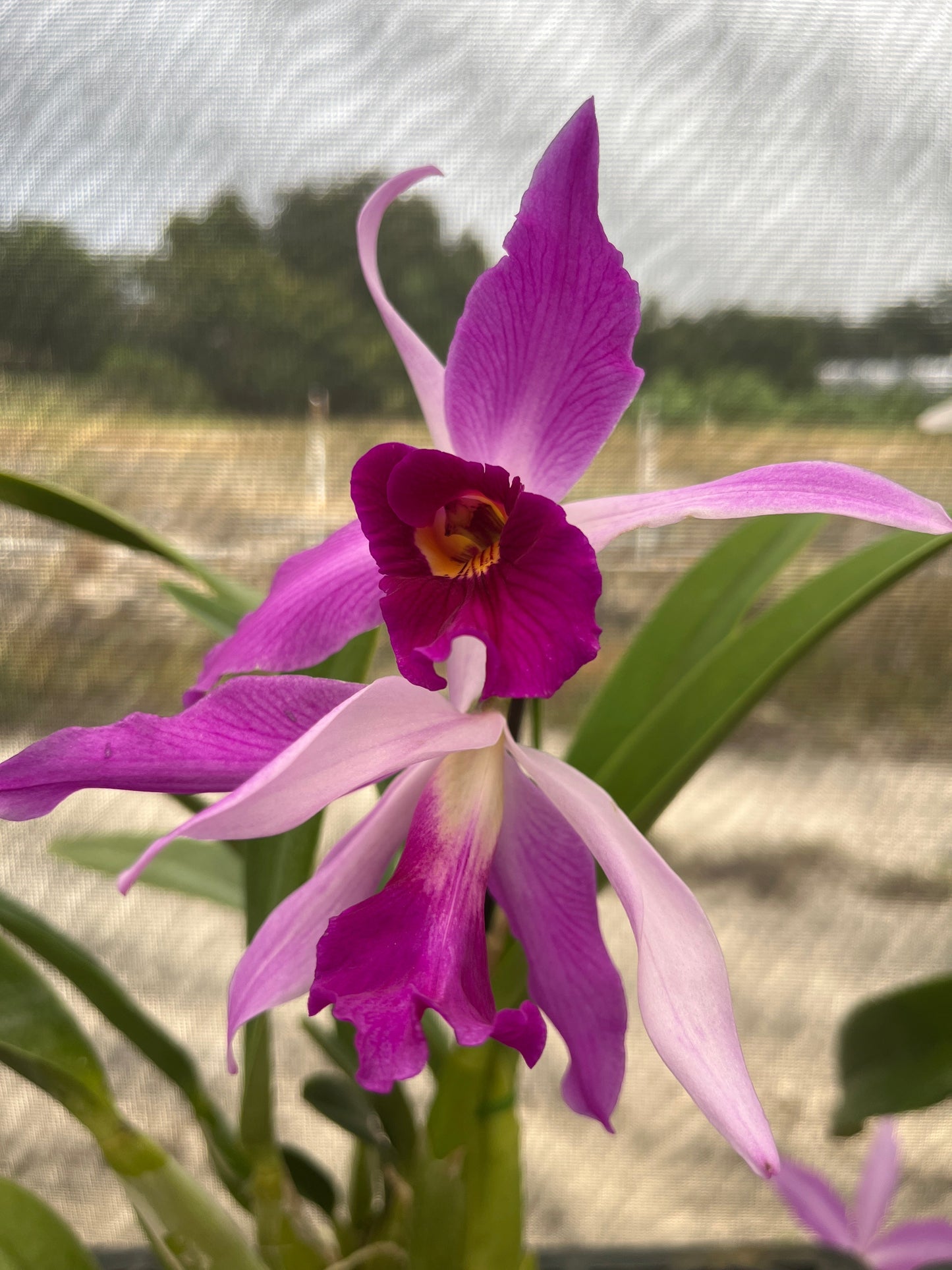 Laeliocattleya Edissa