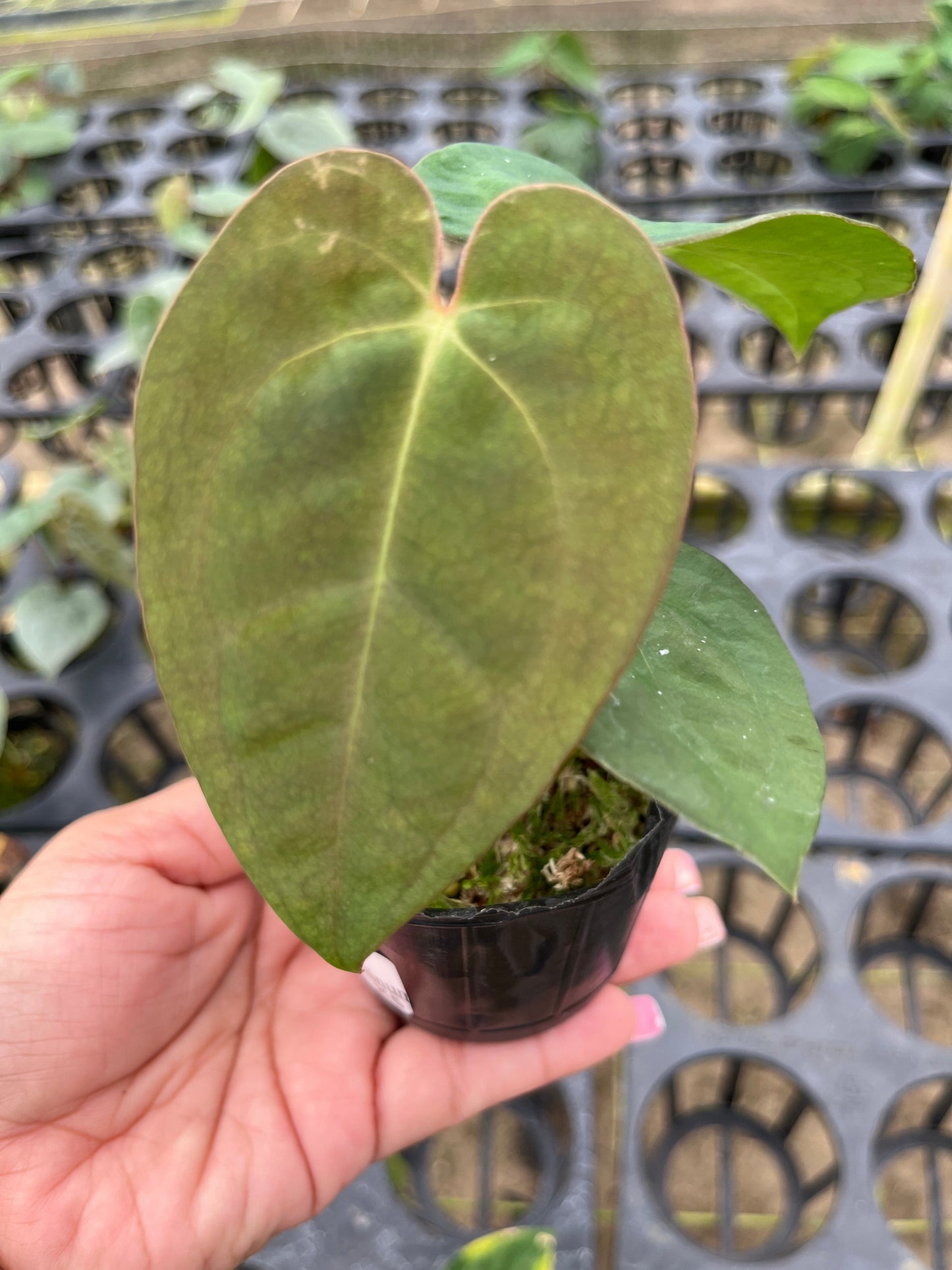 Anthurium Velvet Abyss (S)