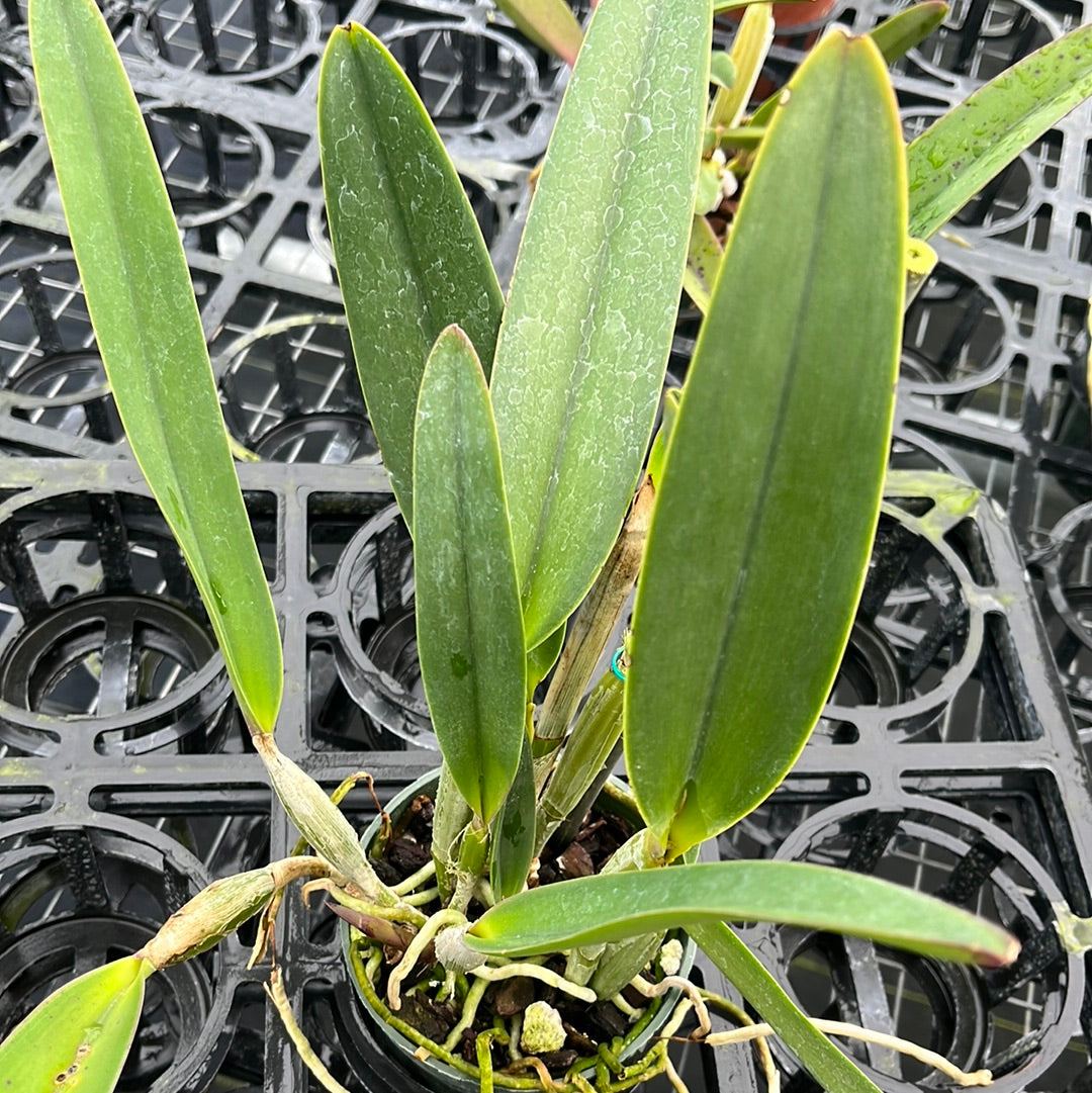 Cattleya lueddemanniana #4