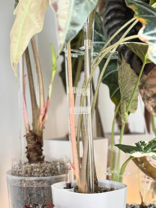 Stem Ties - Maddwoods