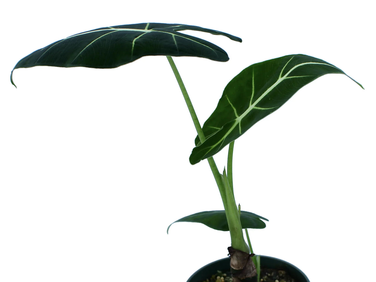 Alocasia Frydek