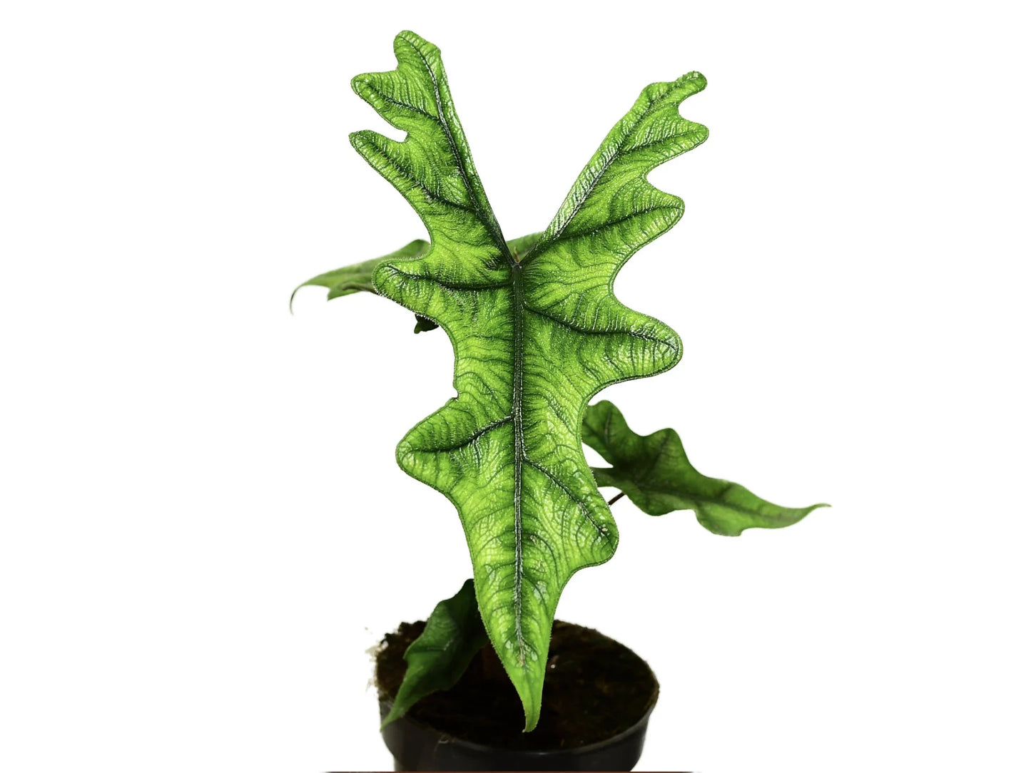 Alocasia tandurusa 'Jacklyn'