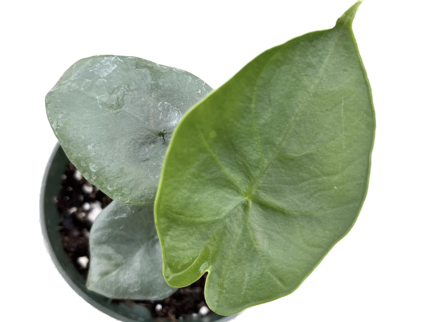 Alocasia 'Blue Dragon' (seedling)