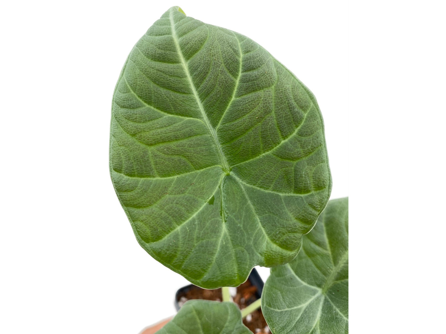Alocasia Maharani