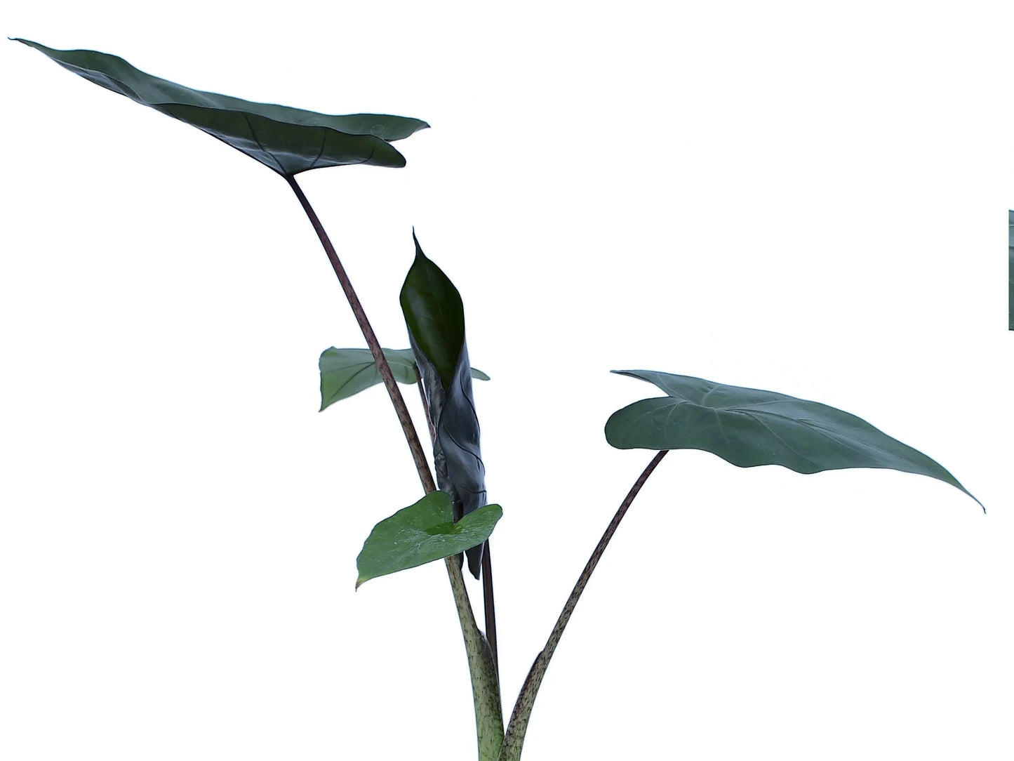 Alocasia Metalhead - seddling