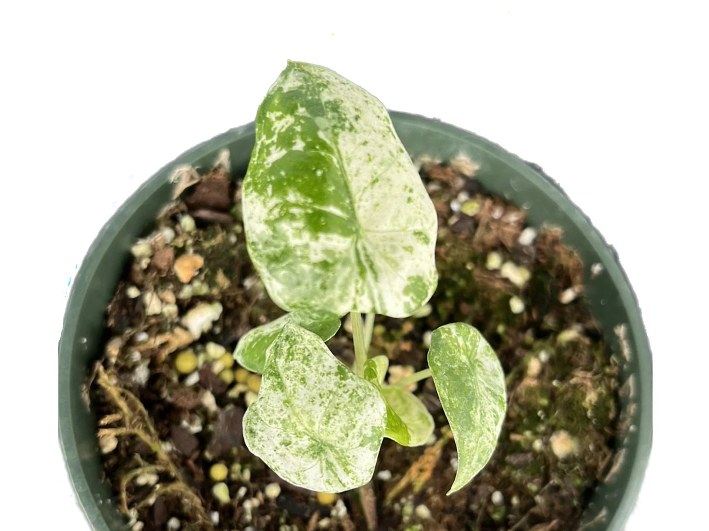 Alocasia macrorrhizos camouflage variegata
