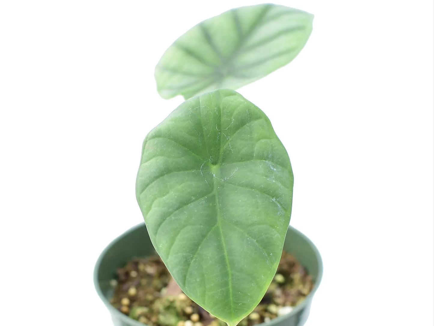Alocasia nebula 'Imperialis' (seedling)