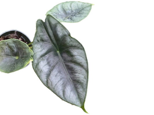 Alocasia reversa - seedling
