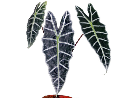Alocasia sanderiana
