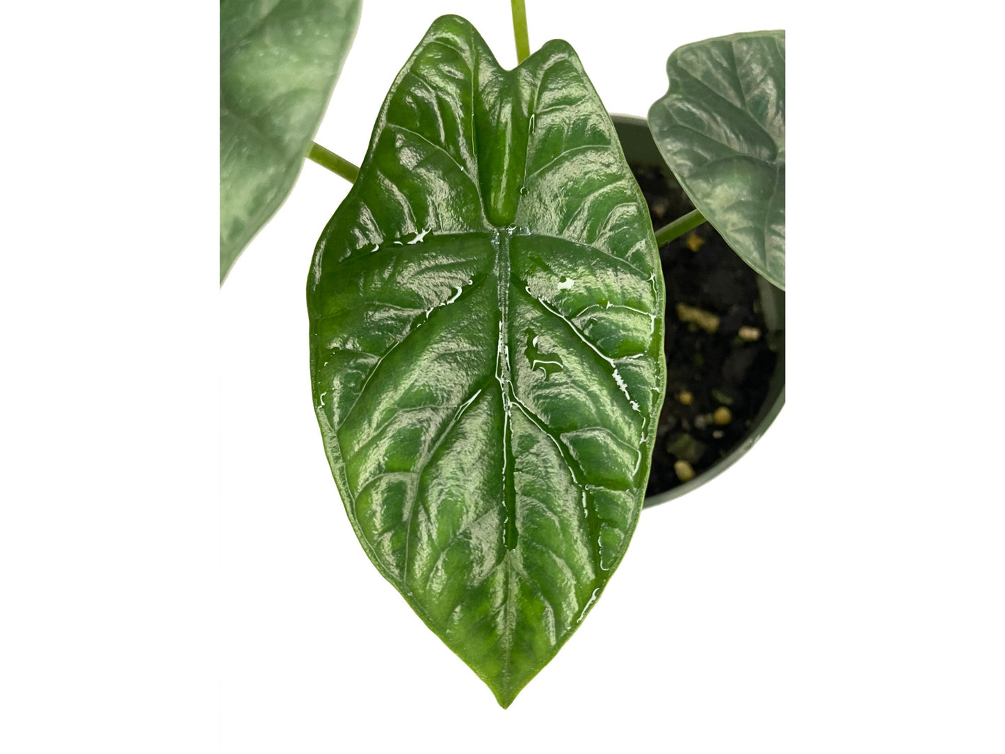 Alocasia sinuata 'Quilted Dream' - seedling