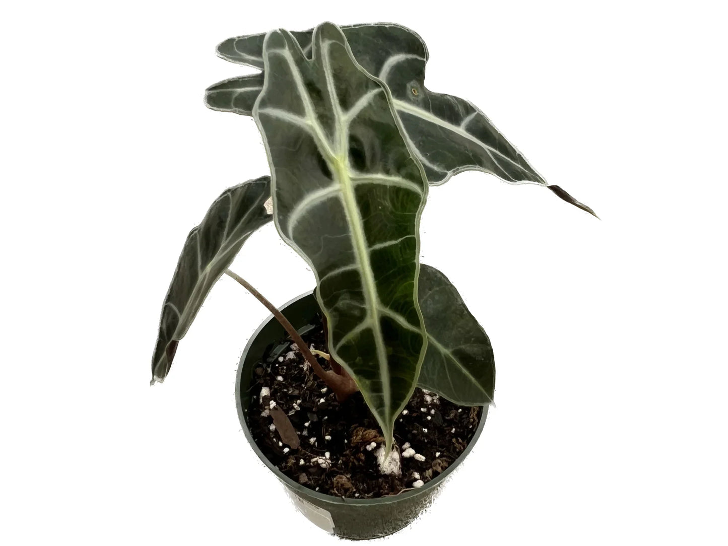 Alocasia amazonica - seedling
