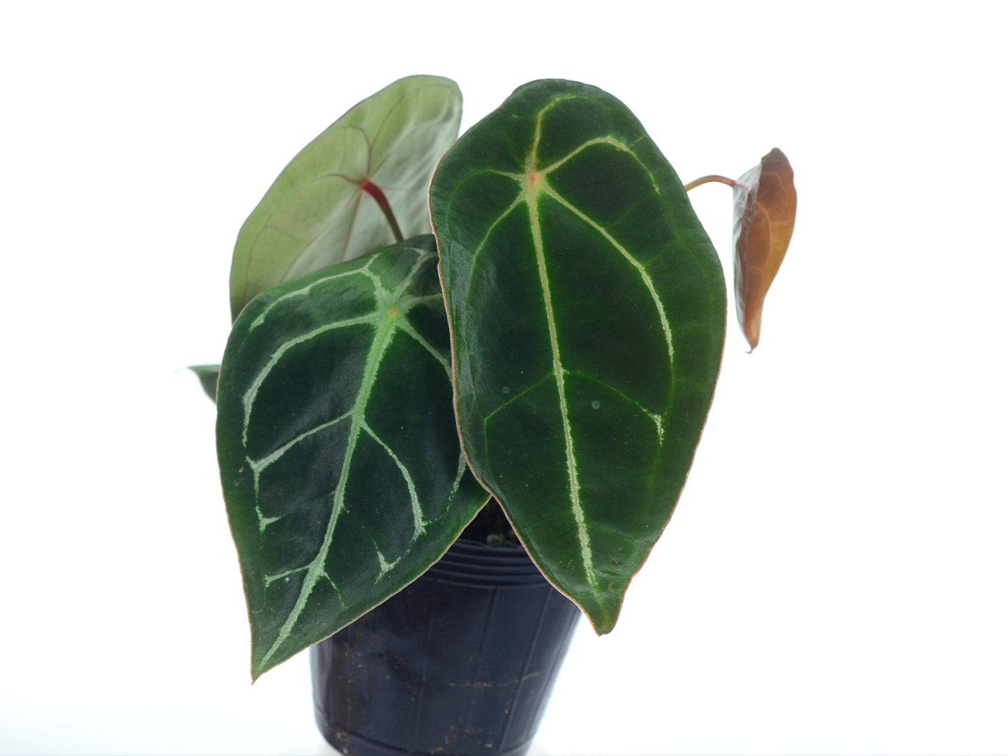 Anthurium forgetii white stripes (seedling)