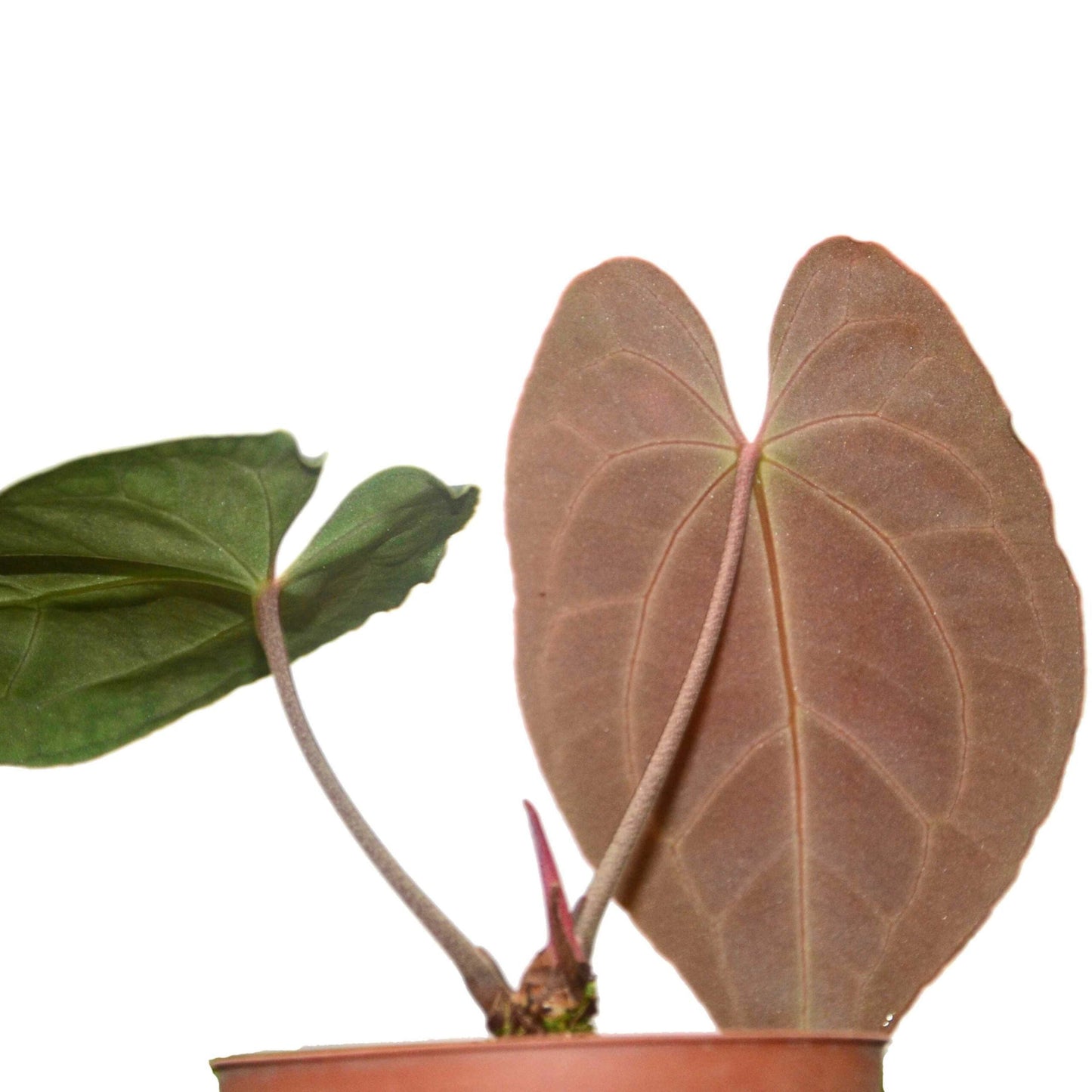 Anthurium besseae aff (seedling)