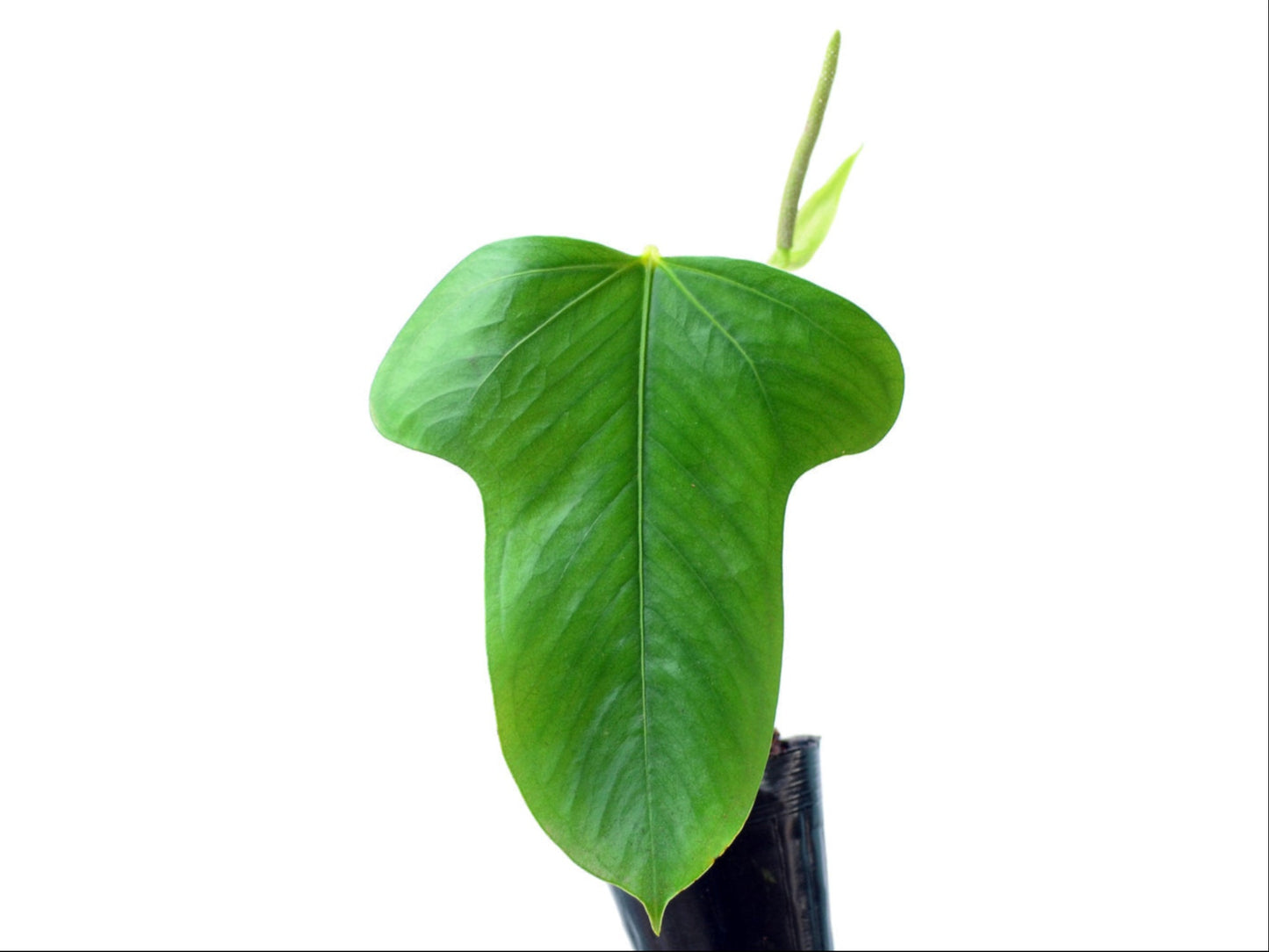 Anthurium bomboizense