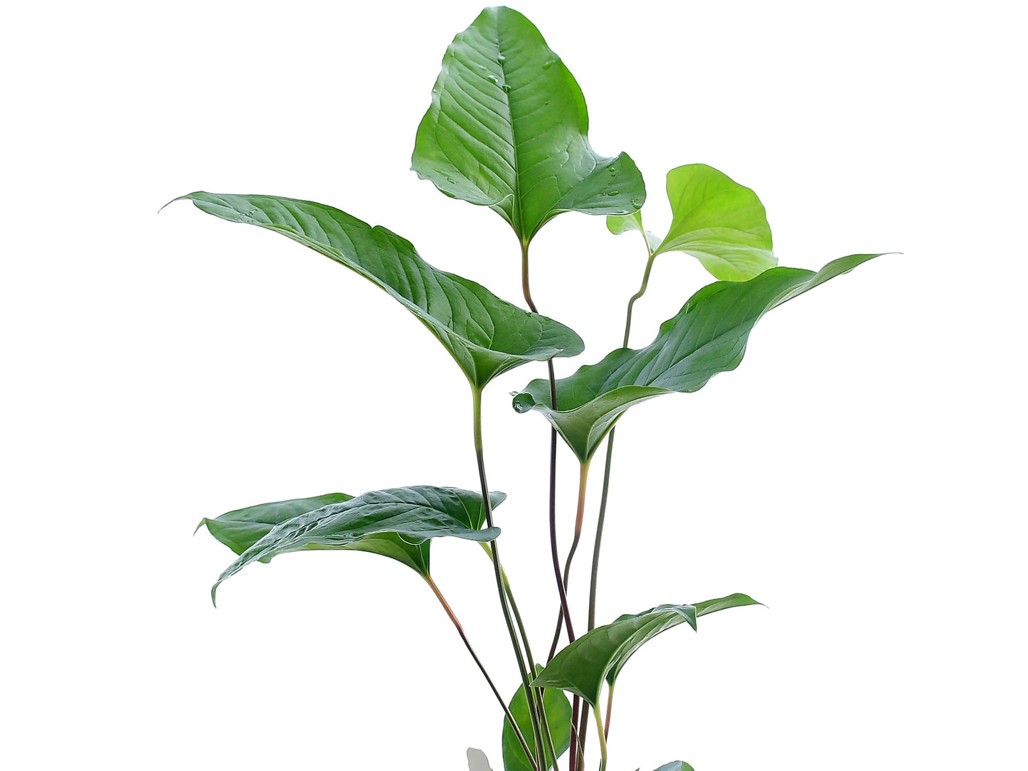 Anthurium brownii 5 (seedling)