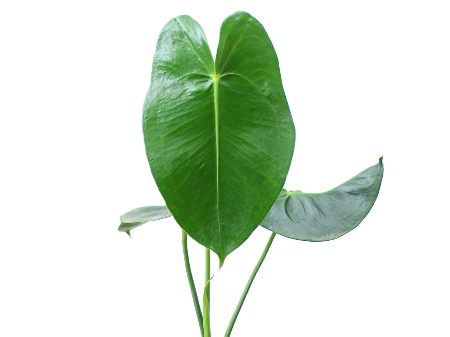 Anthurium corallinum