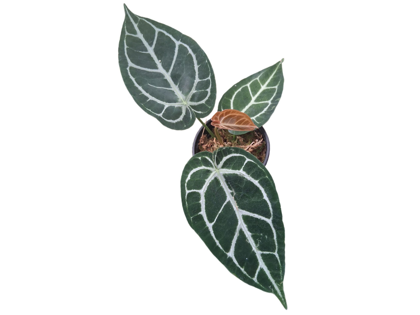 Anthurium crystallinum x Anthurium Silver Blush