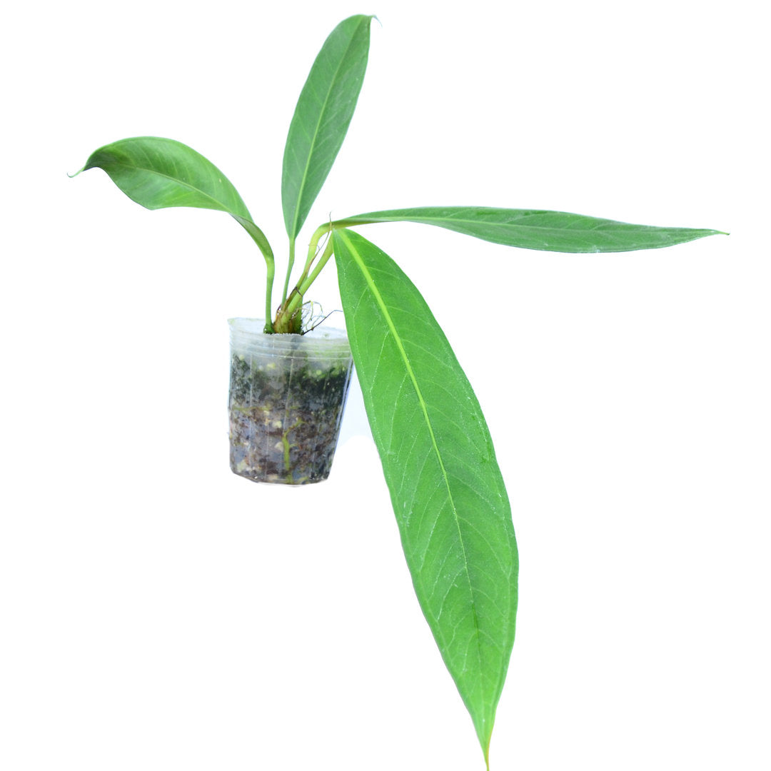 Anthurium decurrens (seedling)