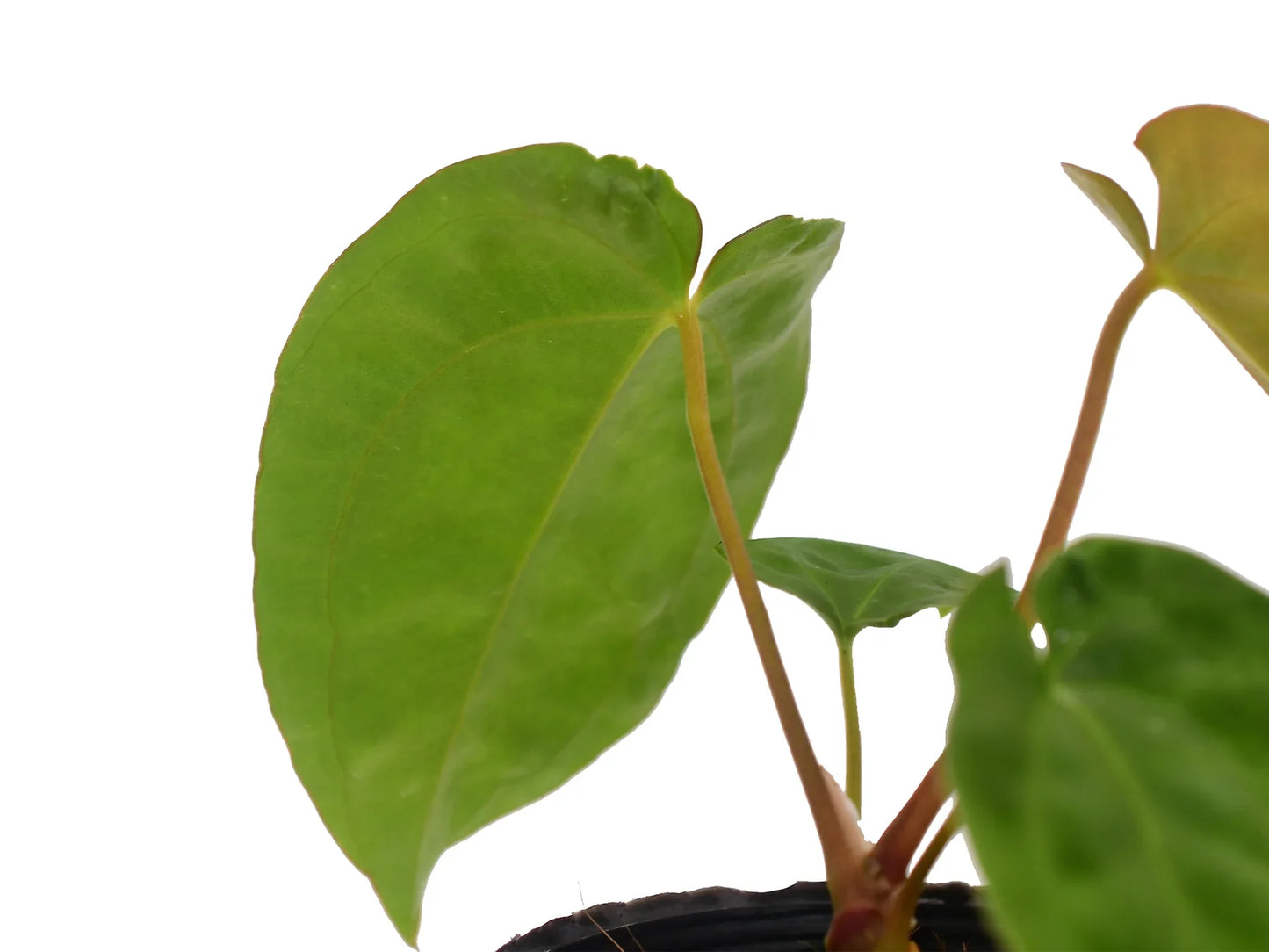 Anthurium papillilaminum x Anthurium dressleri