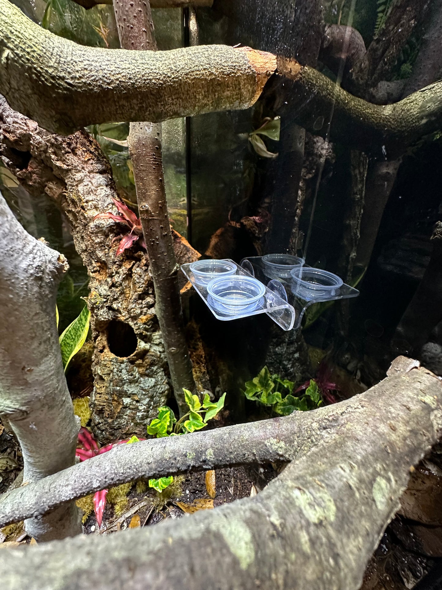 Feeding Ledge - Maddwoods