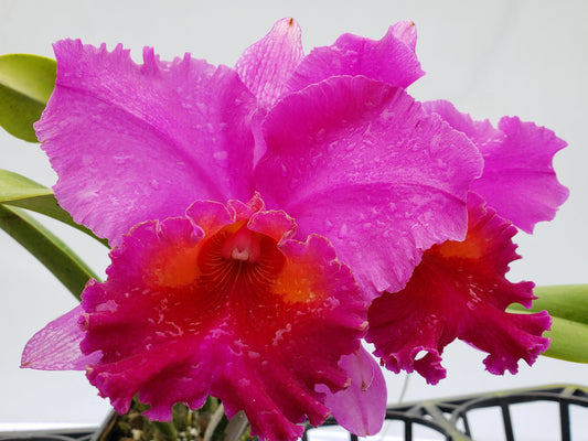 Brassolaeliocattleya Mayra Ec