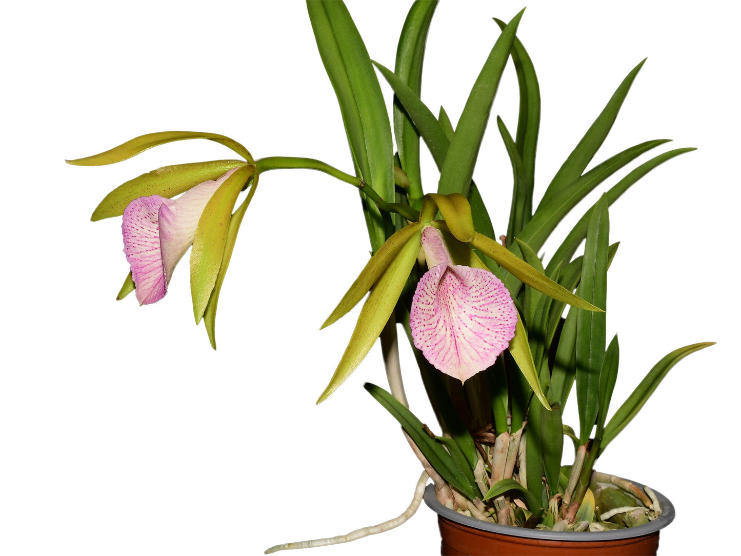 Brassocattleya Ecuagenera