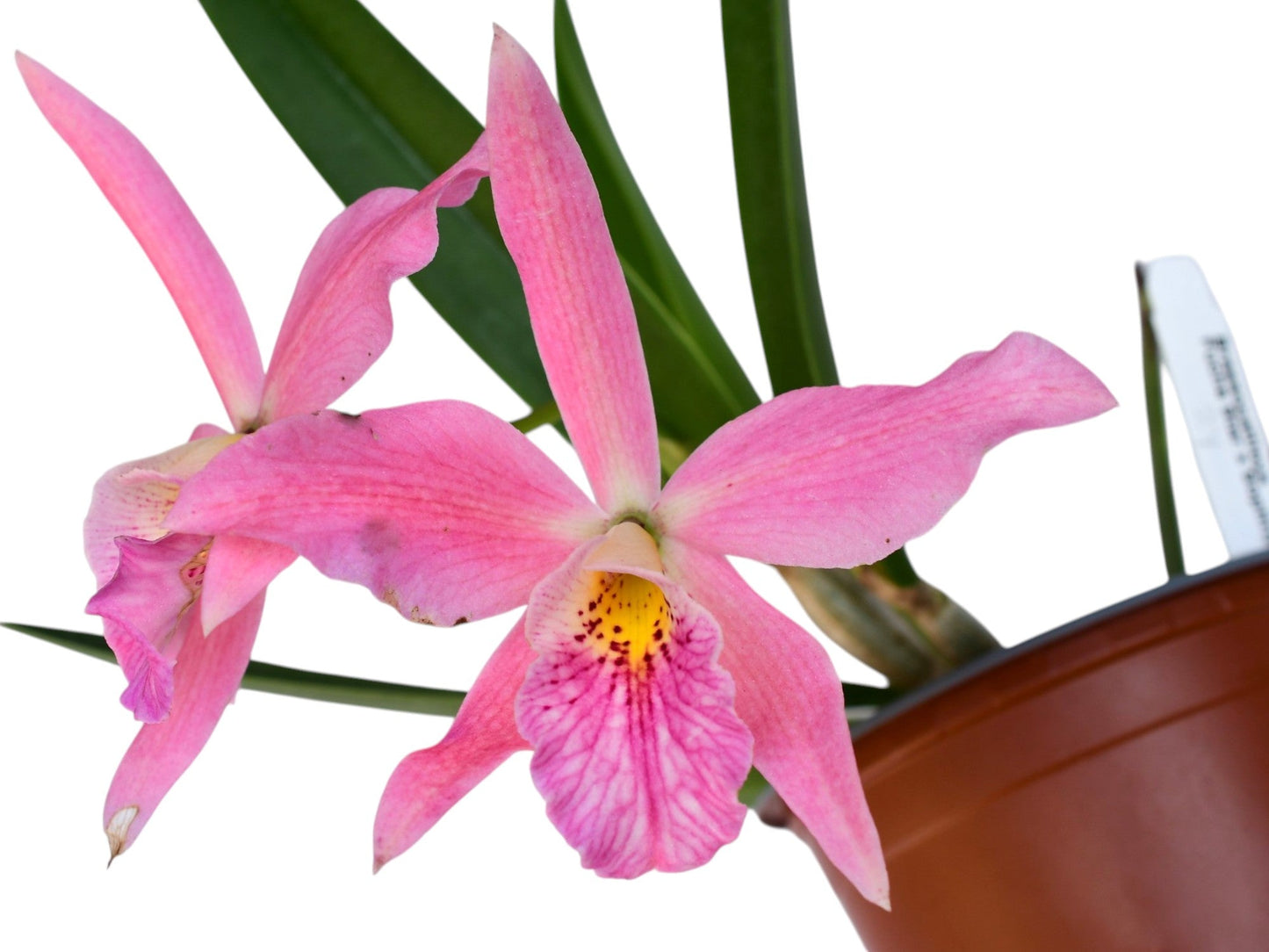 Brassocattleya Ed Cott