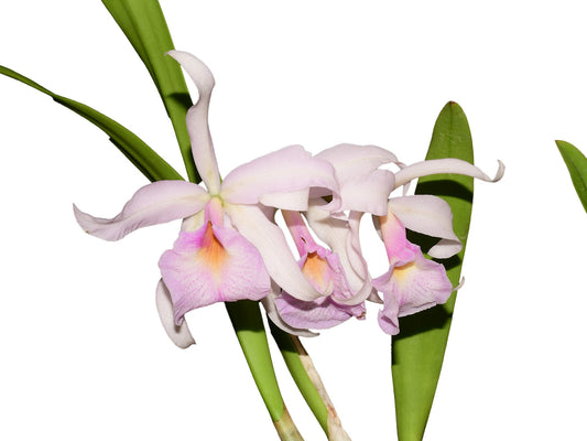 Brassocattleya Martina