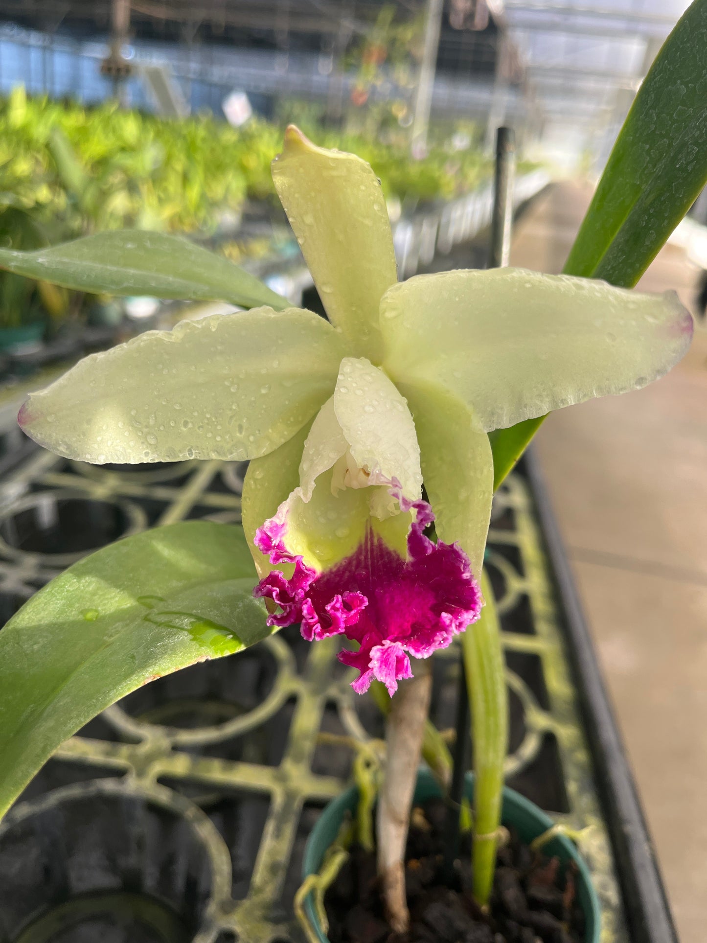 Cattleya Monarca