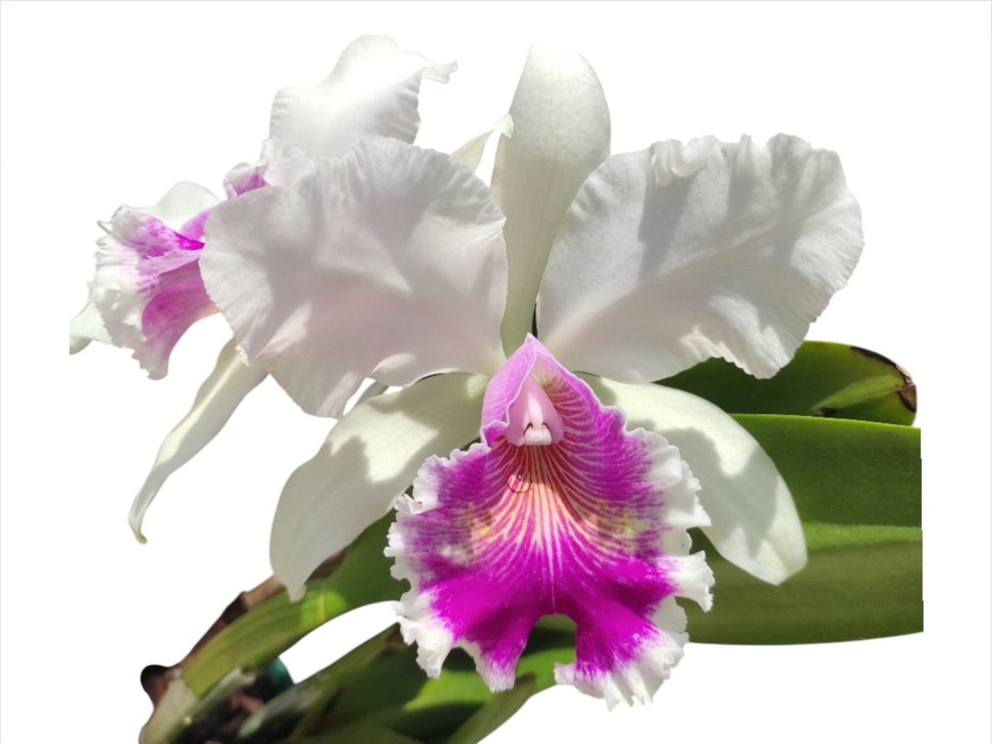 Cattleya Andean Colors