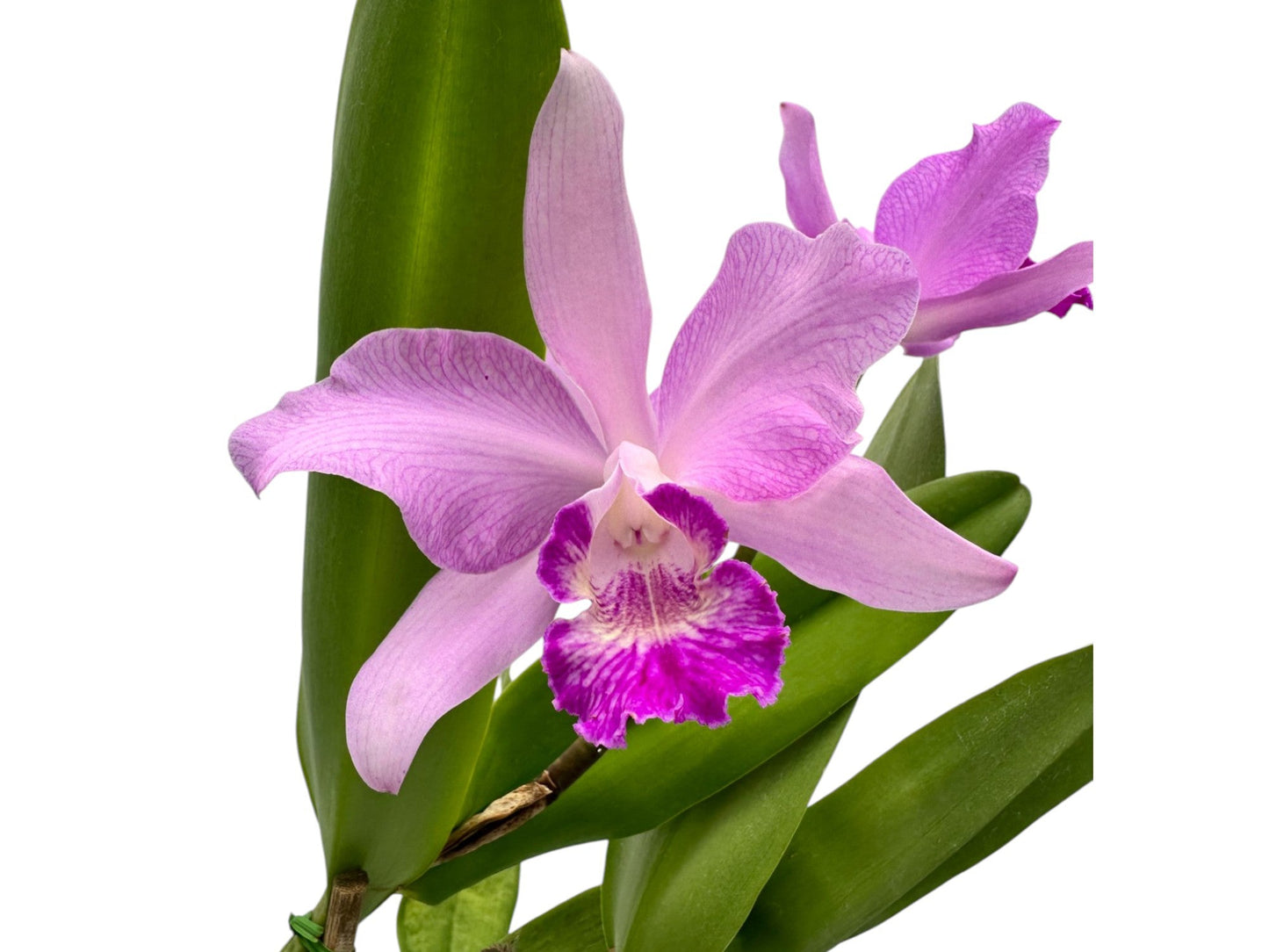 Cattleya Sexy Bee