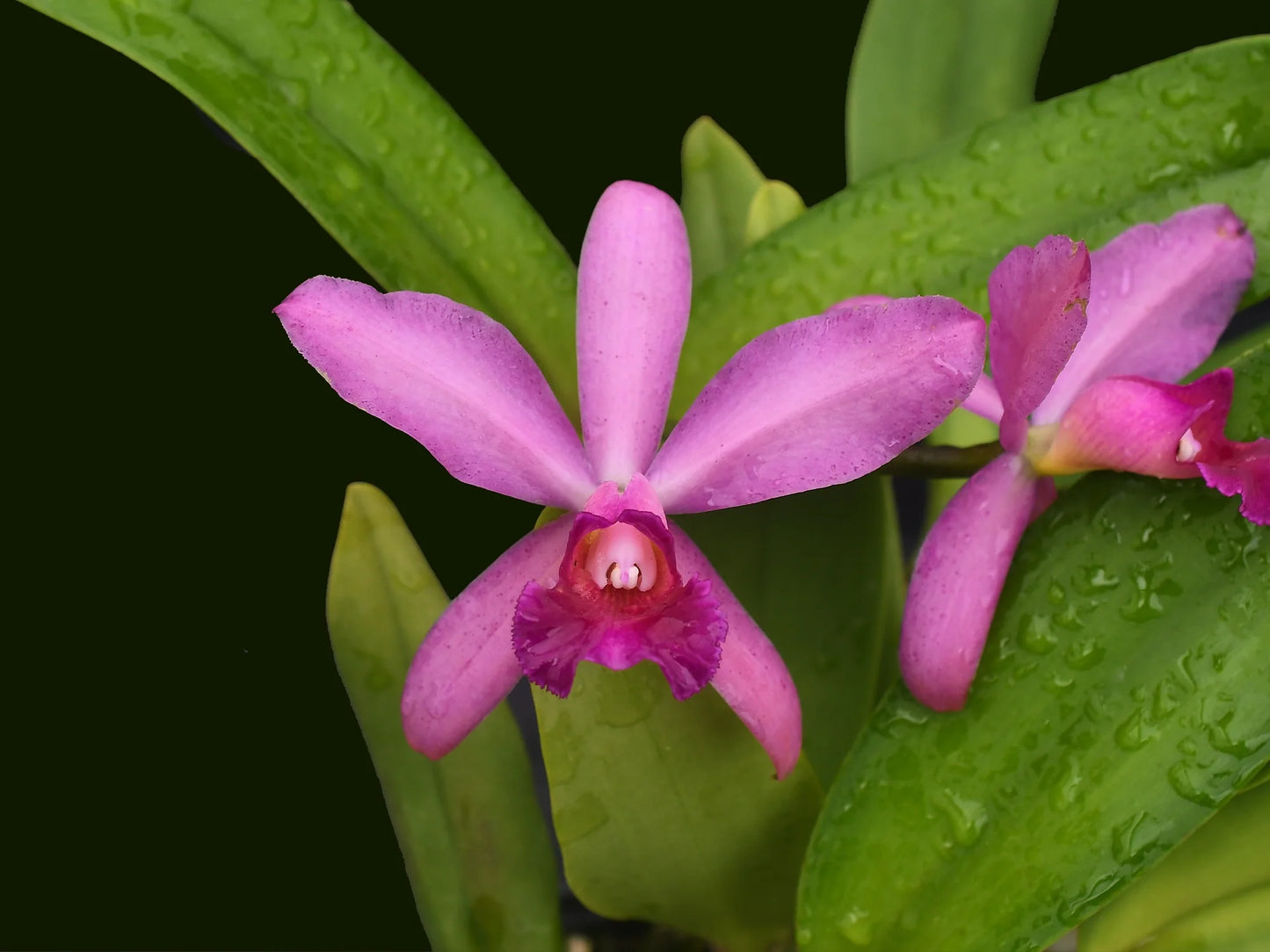 Cattleya Yanuncay