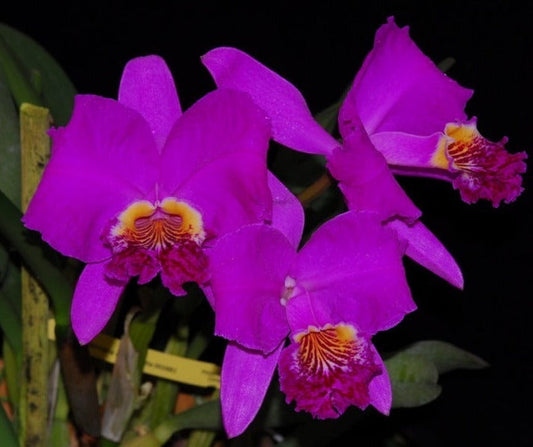 Cattleya lueddemanniana 'Camila'