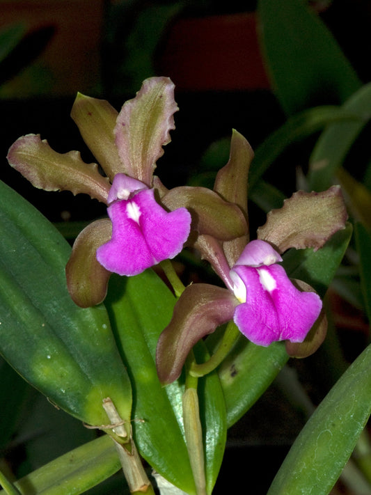 Cattleya bicolor