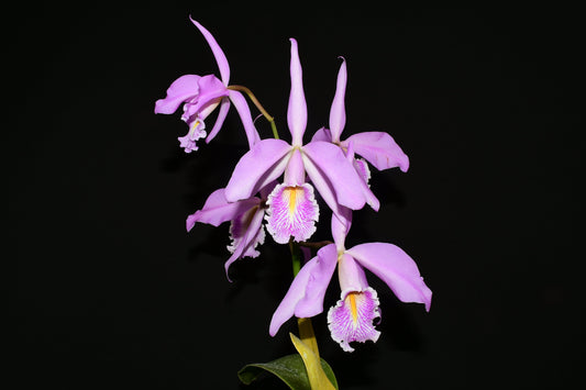 Cattleya maxima yellow lip 'Ingrid' x cod 8052