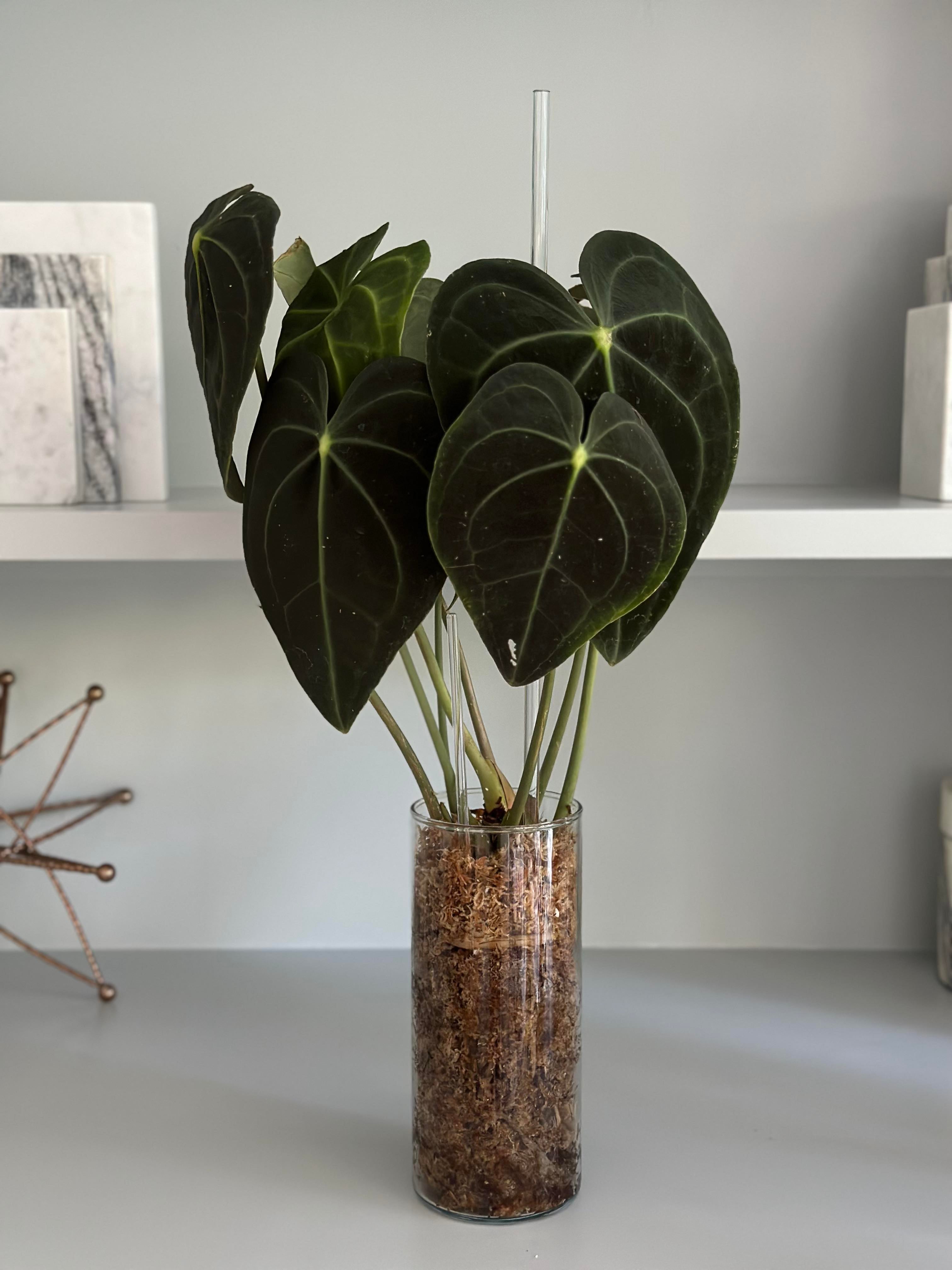 anthurium clarinervium lithium Acrylic Plant Stakes