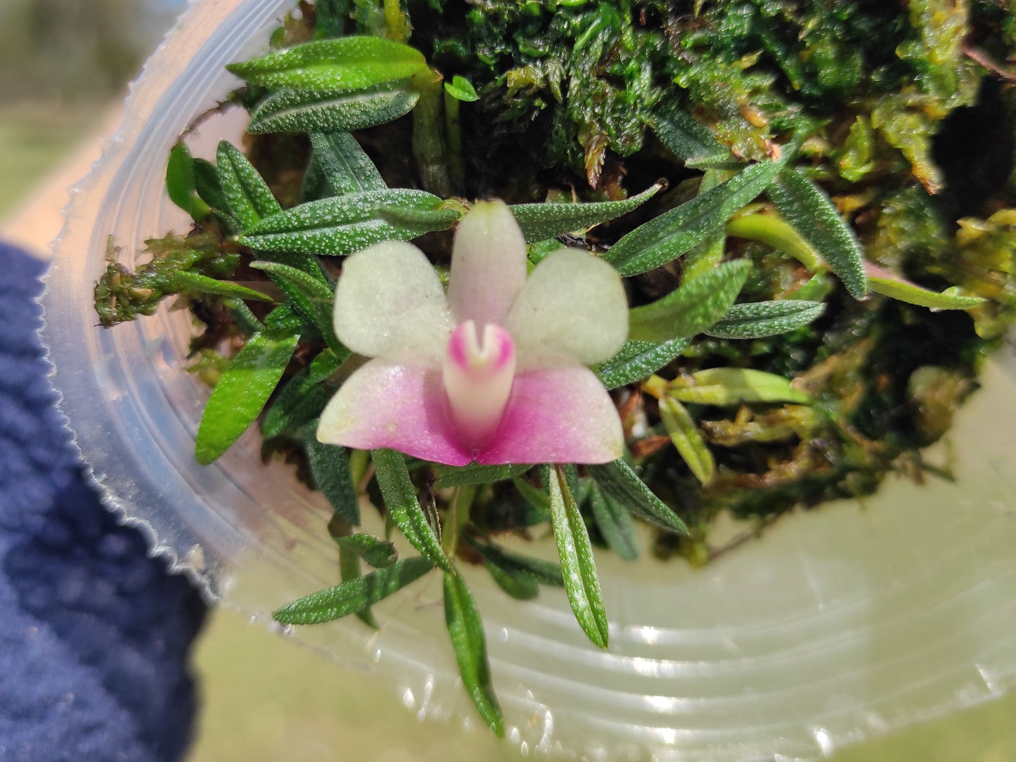 Dendrobium Pepe Portilla
