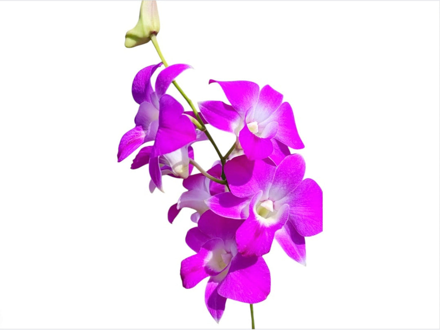 Dendrobium Princess Amy
