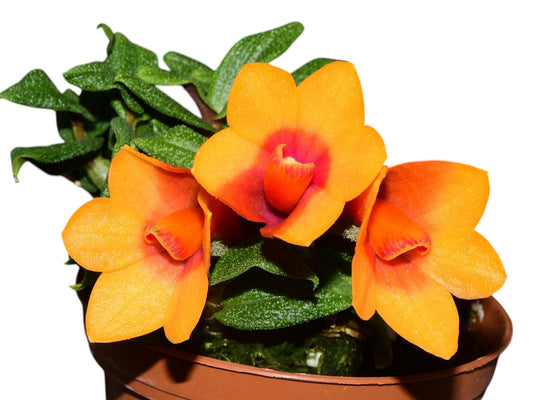 Dendrobium Swiss Mountain Palace Pepe