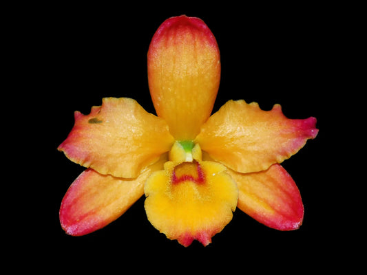 Dendrobium nobile 'Ingrid Anaranjado'