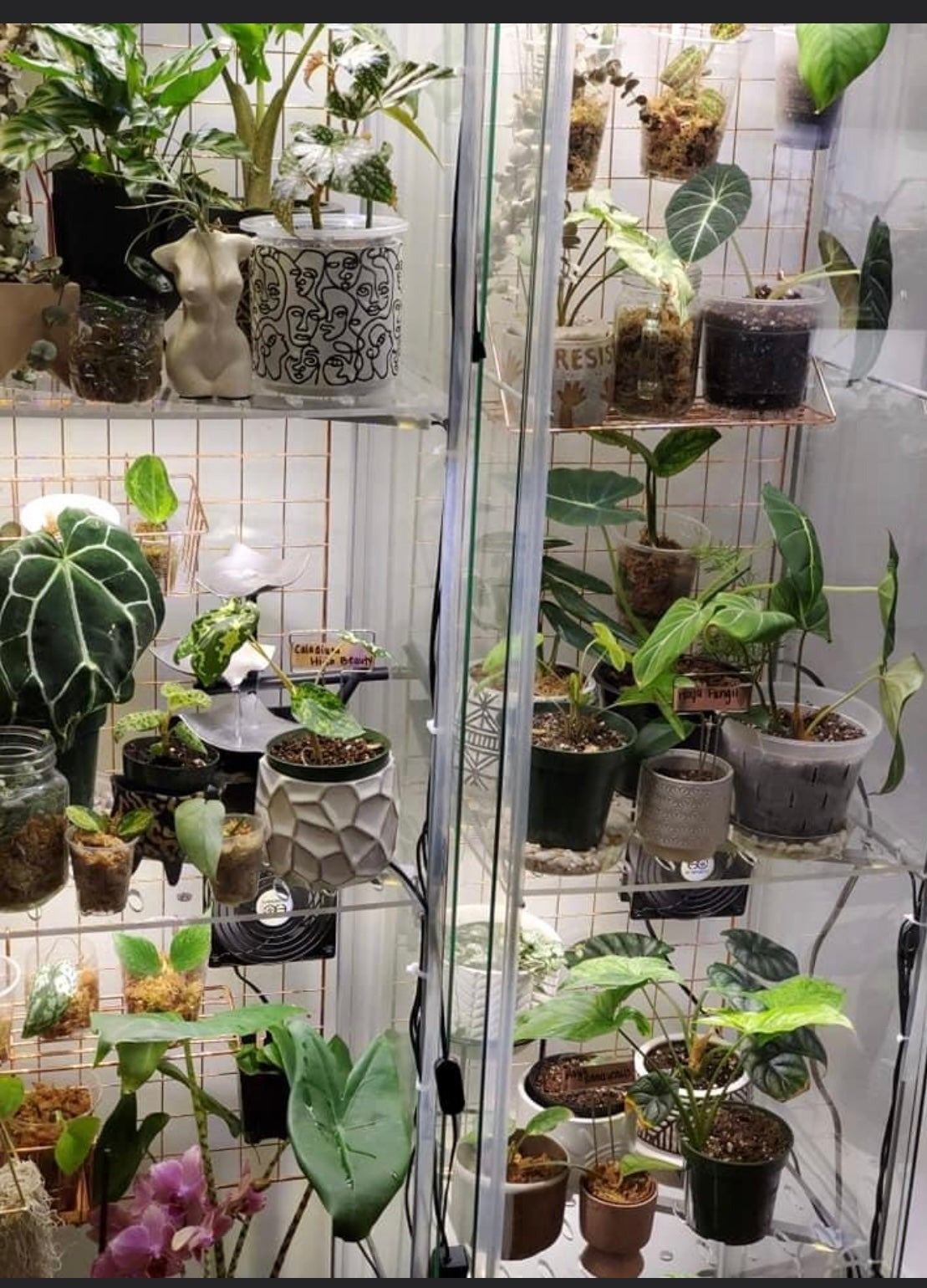 Blaliden Full Shelf - Maddwoods