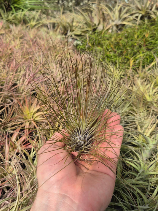 Tillandsia Filifolia
