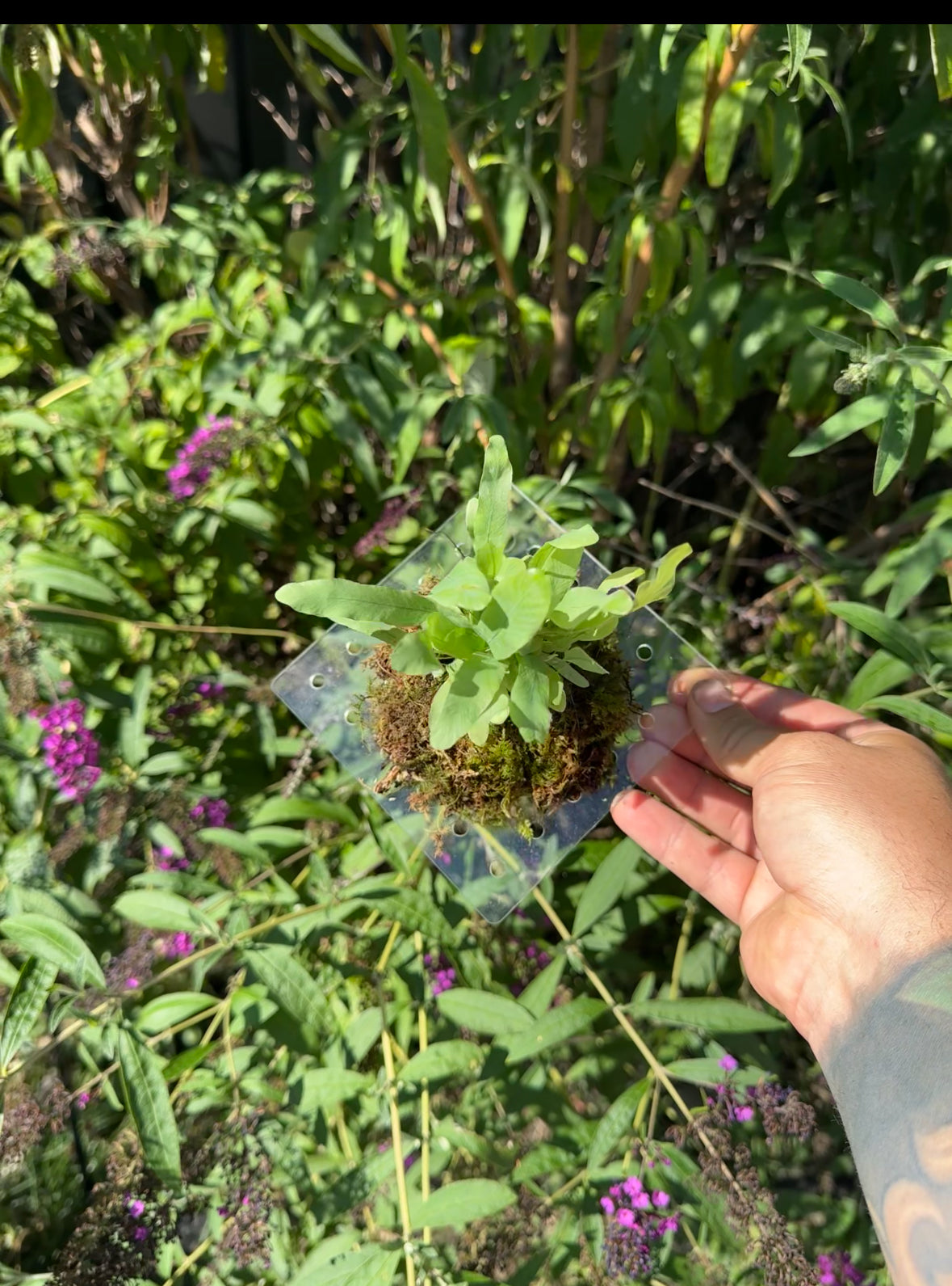 Diamond Plant Mount - Maddwoods